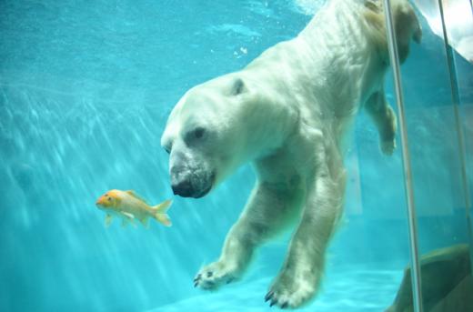 限时早鸟减¥1000【2026寒假| 哈尔滨B线-奇幻雪国6天5晚亲子营】雪乡连住2晚深度38h，北极熊酒店与熊“共眠”，亚布力滑雪温泉，喂东北虎，雪地摩托穿越林海雪原，硬核雪国之旅！哈尔滨集散 商品图7