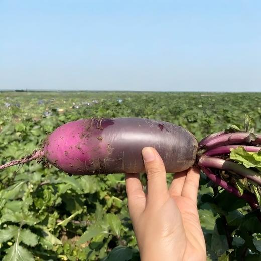 新疆冰淇淋萝卜5斤±200g （5-10根） 商品图8