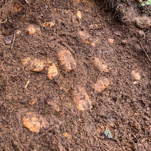 生态鲜乌天麻 | 下单三天左右发货 | 基地直发* Ecological fresh Gastrodia elata 商品图5