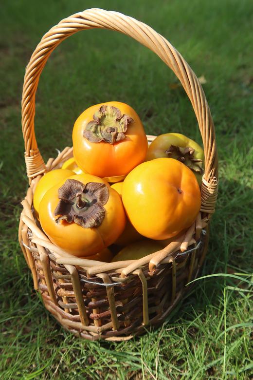 【云南保山次郎吉柿】云南2000米云顶脆柿园！日本次郎吉品种！1枚顶14个苹果的VC王者，糖度18+！柿子界的“玛莎拉蒂”日本进口品种！颗颗脆甜 商品图4