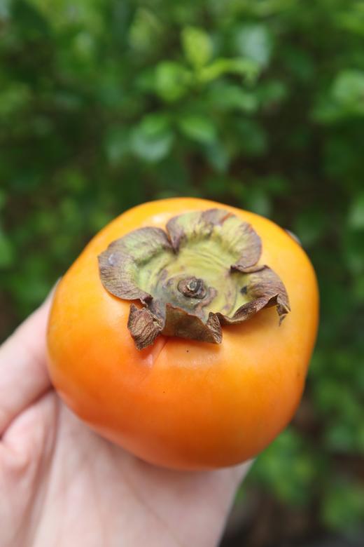 【云南保山次郎吉柿】云南2000米云顶脆柿园！日本次郎吉品种！1枚顶14个苹果的VC王者，糖度18+！柿子界的“玛莎拉蒂”日本进口品种！颗颗脆甜 商品图1