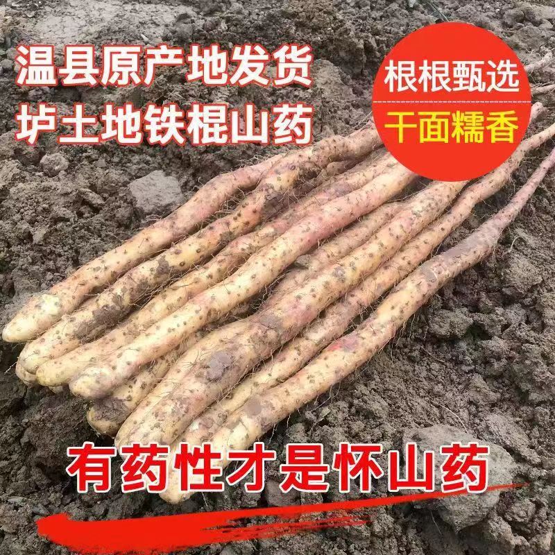 温县垆土地铁棍山药