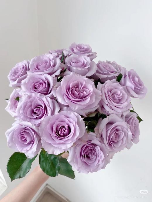 百盛美海洋之歌 商品图0