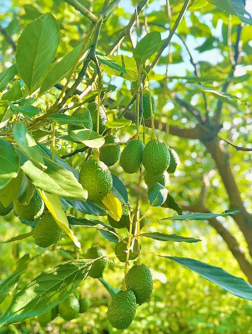 攀枝花哈斯牛油果 顺丰包邮 商品图1