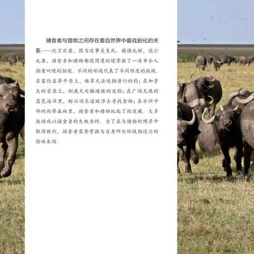 《猎捕：动物世界生存之战》 商品图10