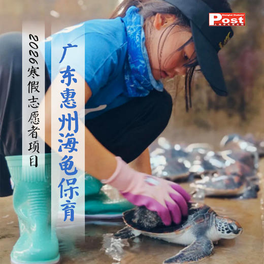 2026广东海龟保育志愿者活动（小记者专享） 商品图2