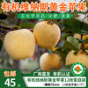 【厂商直发】有机维纳斯黄金苹果果肉脆甜多汁果型饱满新鲜采摘包邮 商品缩略图0