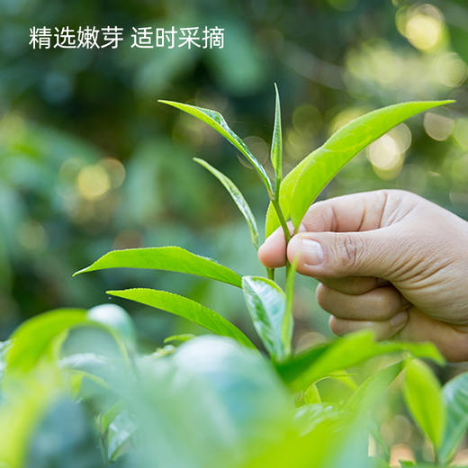 高定有机红茶2025新茶贵州凤冈锌硒茶神农唛有机红茶 浓香型一级品质工夫茶80g/条 商品图3