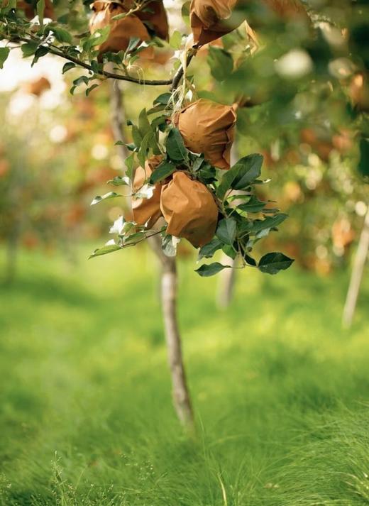 【山东奶油富士】奶油富士苹果5斤礼盒装新鲜当季水果 商品图2