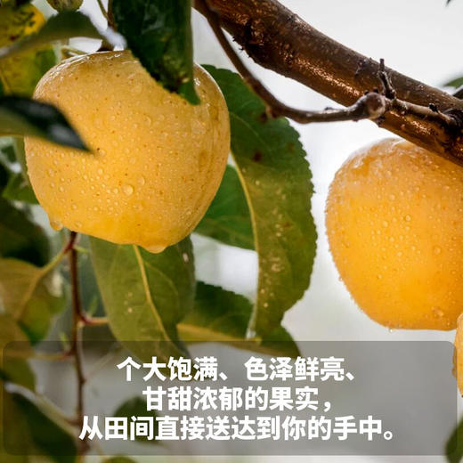 【厂商直发】有机维纳斯黄金苹果果肉脆甜多汁果型饱满新鲜采摘包邮 商品图3