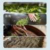 高定有机红茶2025新茶贵州凤冈锌硒茶神农唛有机红茶 浓香型一级品质工夫茶80g/条 商品缩略图4