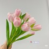 荷冠郁金香王朝粉 商品缩略图1
