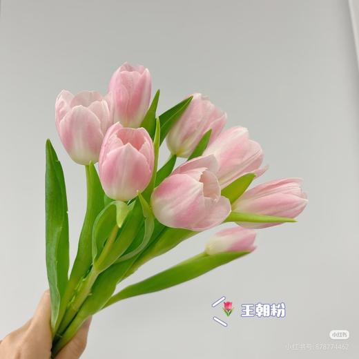 荷冠郁金香王朝粉 商品图1