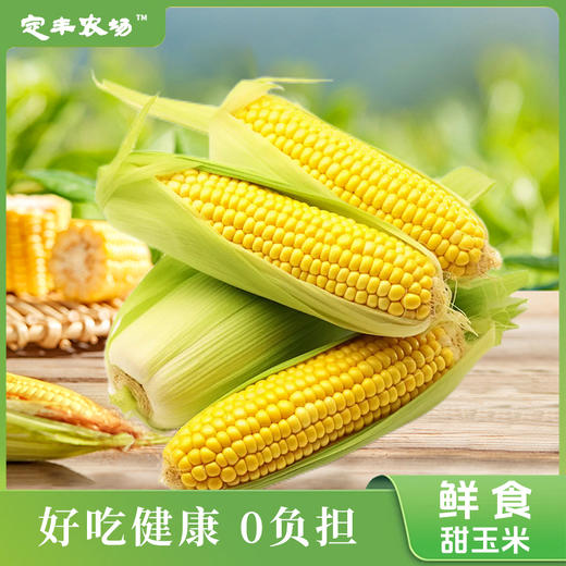 【定丰农场】  内蒙特产鲜食甜糯玉米2kg/盒（十根装） 软糯香甜 真空锁鲜 健康粗粮 商品图1