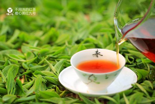 春分英红九号  一斤装口粮茶  一芽二叶  无公害无农残无化肥 商品图7