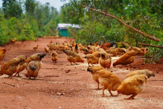 雷州北和龙葵鸡 吃龙葵长大的土鸡 商品图5