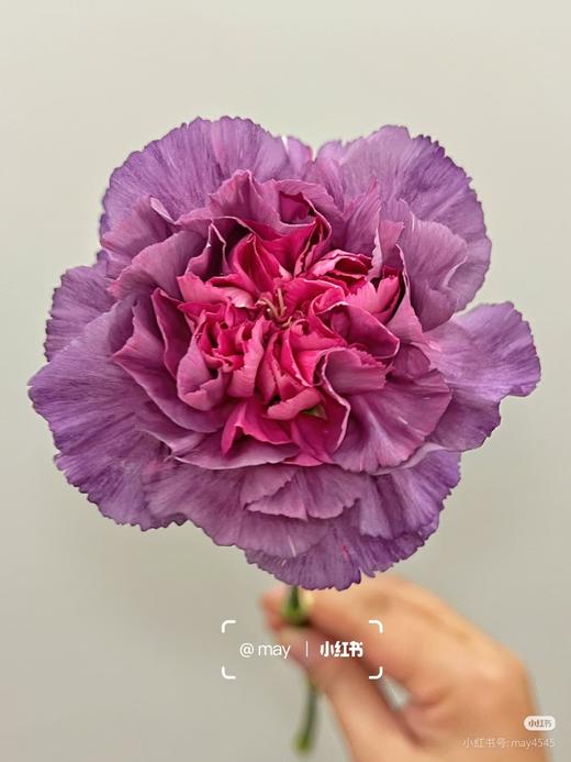 康乃馨，野马 商品图0