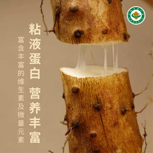 有机铁棍怀山药 | 100%纯垆土 药食同源产品 ｜基地直发 | 公平贸易 商品图2