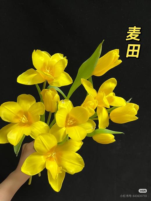 郁金香黄色 商品图0