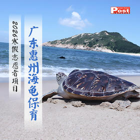 2026广东海龟保育志愿者活动（小记者专享）
