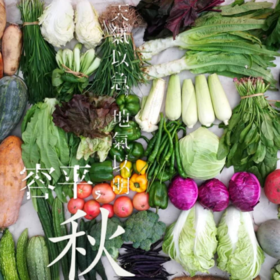 【特惠丰产蔬菜箱】| 当季丰产 多规格蔬菜组合 | 石嫣农场 * Seasonal Bountiful Multi-Specification Vegetable Bundle