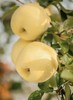 【山东奶油富士】奶油富士苹果5斤礼盒装新鲜当季水果 商品缩略图4