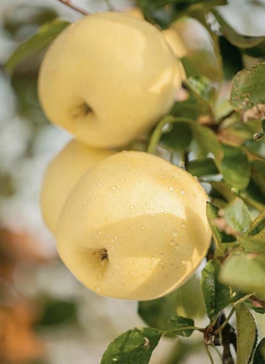 【山东奶油富士】奶油富士苹果5斤礼盒装新鲜当季水果 商品图4