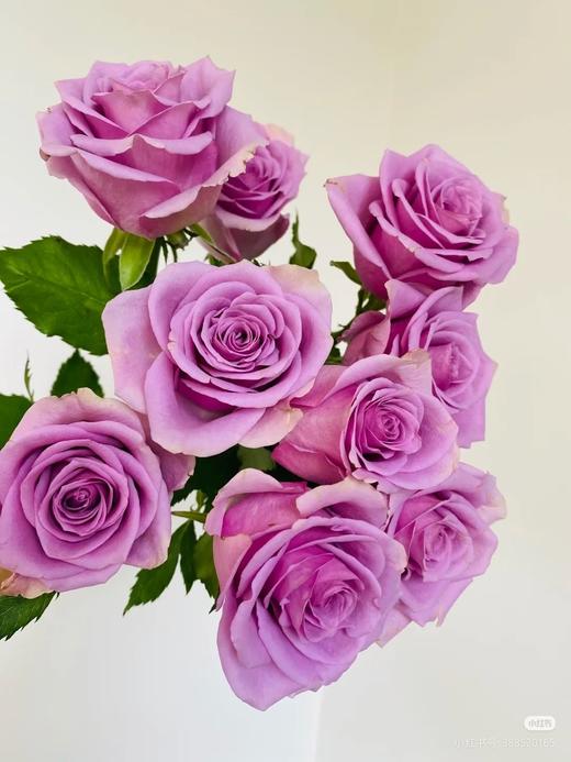 梦金鹏紫霞 商品图0