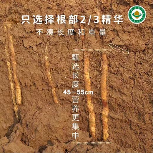 有机铁棍怀山药 | 100%纯垆土 药食同源产品 ｜基地直发 | 公平贸易 商品图3