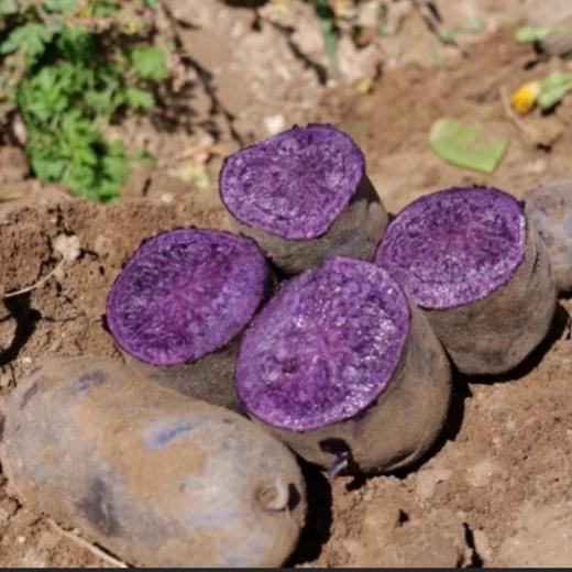 【特惠丰产蔬菜箱】| 当季丰产 多规格蔬菜组合 | 石嫣农场 * Seasonal Bountiful Multi-Specification Vegetable Bundle 商品图1