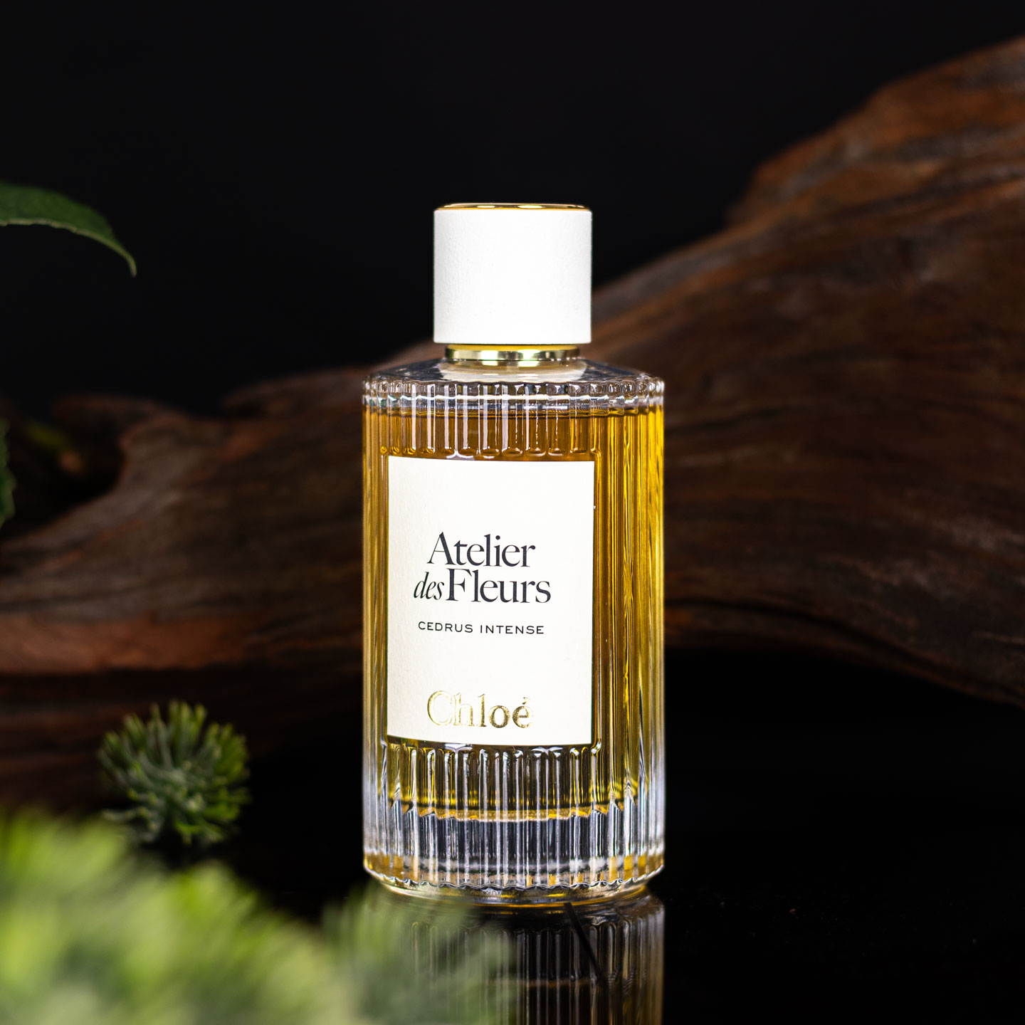 25年新香！蔻依 仙境花园系列-深林雪松 Chloe Atelier des Fleurs Cedrus Intense 分装