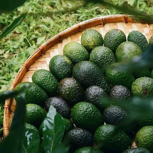 【1215早市直播】云南牛油果 单果160g+ 口感软糯香味浓郁坏果包赔 商品图4