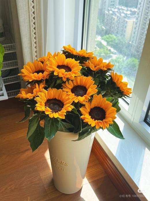 昆明向日葵 商品图0