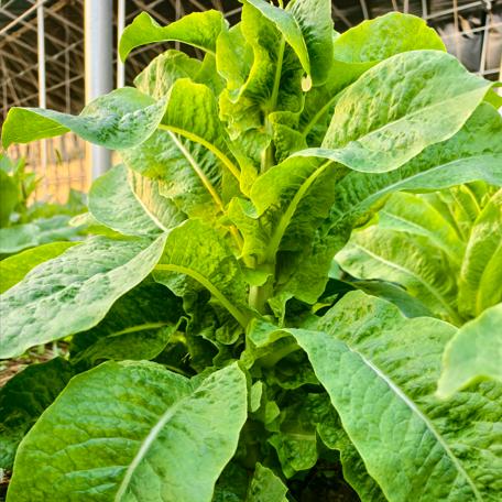 【特惠丰产蔬菜箱】| 当季丰产 多规格蔬菜组合 | 石嫣农场 * Seasonal Bountiful Multi-Specification Vegetable Bundle 商品图4