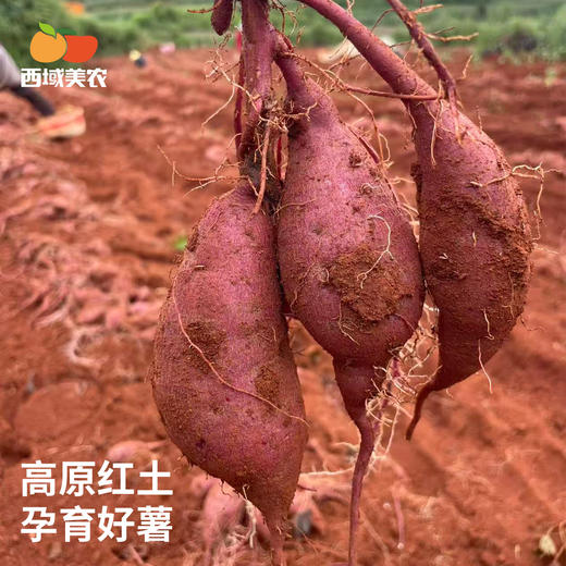 西域美农 云南紫薯 甜软绵润 皮薄易剥 72小时发货（果蔬生鲜签收24小时内保留完整包装面单可售后，超时不予理赔，拍下默认接受） 商品图6