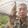 河北大贺农场生态红水果萝卜 白萝卜 商品缩略图4