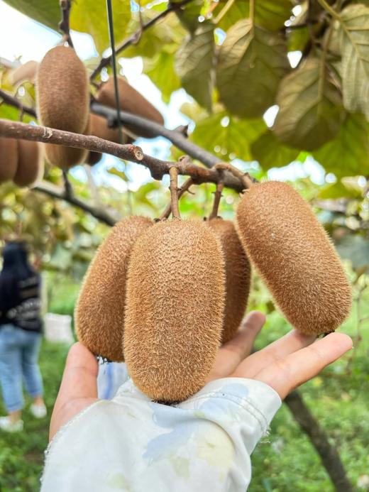 自营（农产品）-贵州修文猕猴桃 商品图1