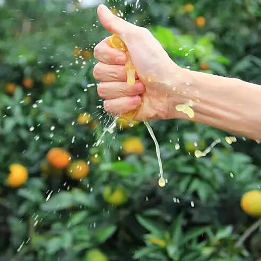 超多水份【现摘现发！新鲜直达】鲜甜爽口，皮薄厚果肉，清甜多汁，四川爱媛果冻橙新鲜橙子水果当季甜柑橘大果。rc 商品图8