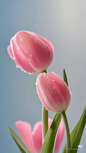 荷冠郁金香王朝粉