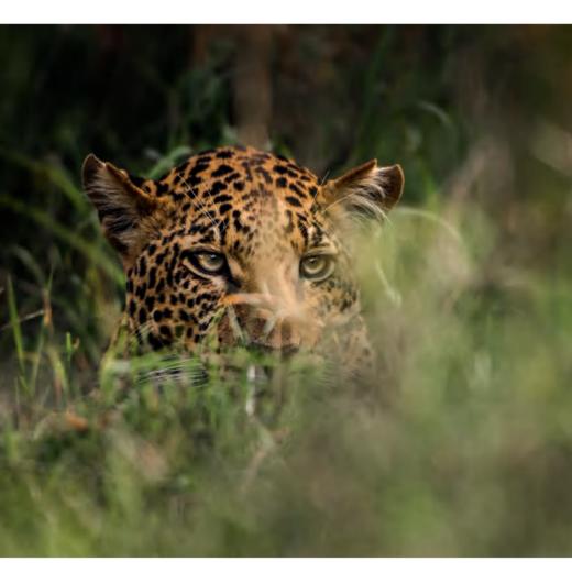 《猎捕：动物世界生存之战》 商品图12