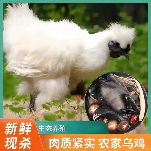 伏牛山生态散养白羽乌鸡 ， 养足180天，营养丰富，巨滋补，骨头都鲜！ 商品图0