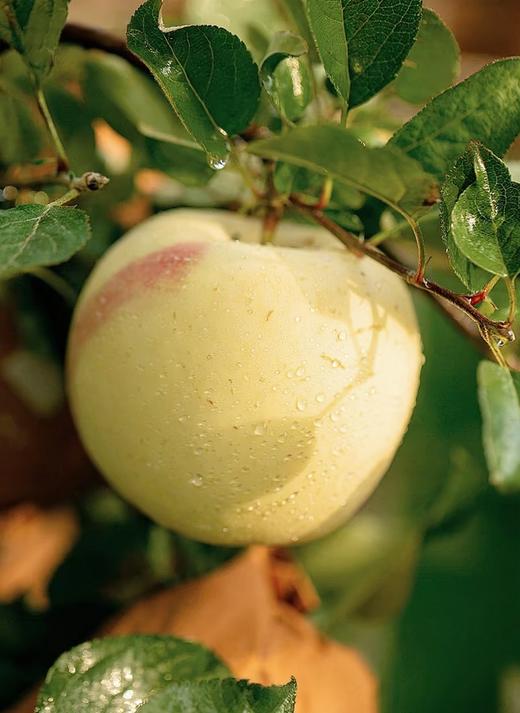 【山东奶油富士】奶油富士苹果5斤礼盒装新鲜当季水果 商品图3