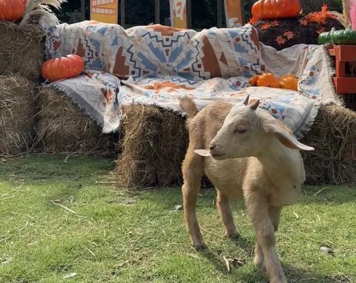 【成都秋游打卡·黄龙溪欢乐田园野趣酒店】仅499起住送双人门票，蜂巢/木屋/帐篷/树屋随心选含早餐，邂逅萌宠，探秘亲子童话世界！ 商品图4