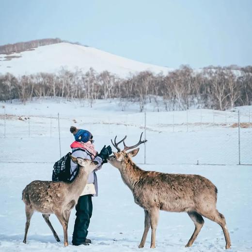 【寒假】乌兰布统·雪原狂欢5天4晚亲子营 | 奇遇萌鹿，夜穿雪地+冰雪运动+滑雪+冬捕等私藏体验，住进雪原美宿的长调栖所，品特色美食，还有摄影师全程跟拍！早鸟报名有优惠！ 商品图2