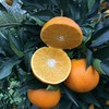 超多水份【现摘现发！新鲜直达】鲜甜爽口，皮薄厚果肉，清甜多汁，四川爱媛果冻橙新鲜橙子水果当季甜柑橘大果。rc 商品缩略图6