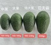攀枝花哈斯牛油果 顺丰包邮 商品缩略图4