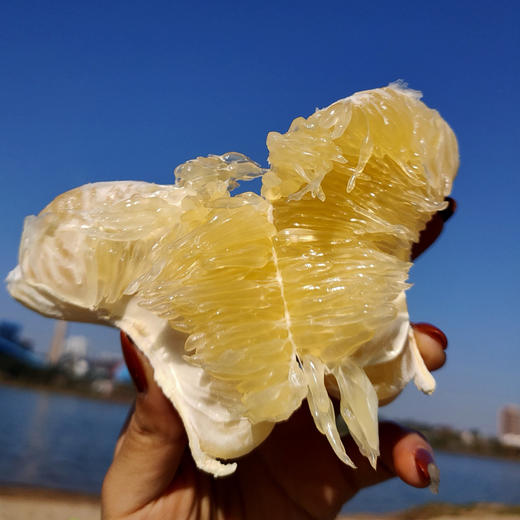 自营（农产品）-福建黄金蜂糖葡萄柚 顺丰包邮
 商品图1