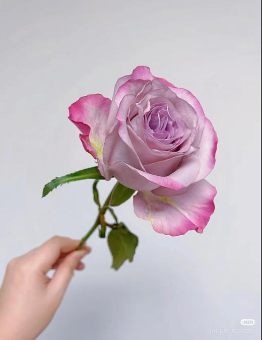 气场紫玫瑰 商品图0