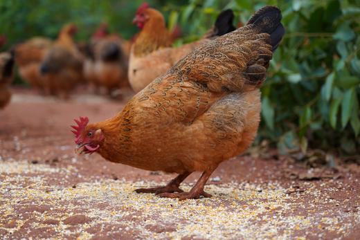 雷州北和龙葵鸡 吃龙葵长大的土鸡 商品图4