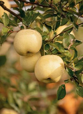 【山东奶油富士】奶油富士苹果5斤礼盒装新鲜当季水果